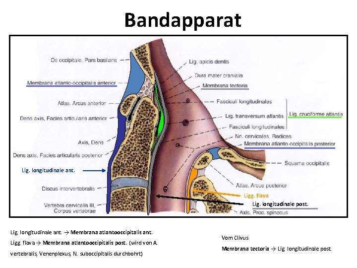 Bandapparat Lig. longitudinale ant. Ligg. flava Lig. longitudinale post. Lig. longitudinale ant. → Membrana