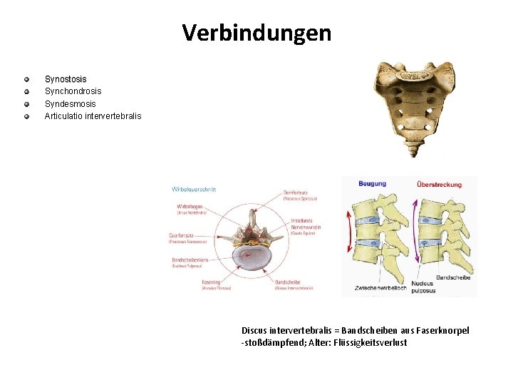 Verbindungen Synostosis Synchondrosis Syndesmosis Articulatio intervertebralis Discus intervertebralis = Bandscheiben aus Faserknorpel -stoßdämpfend; Alter: