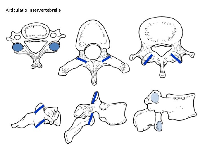 Articulatio intervertebralis 