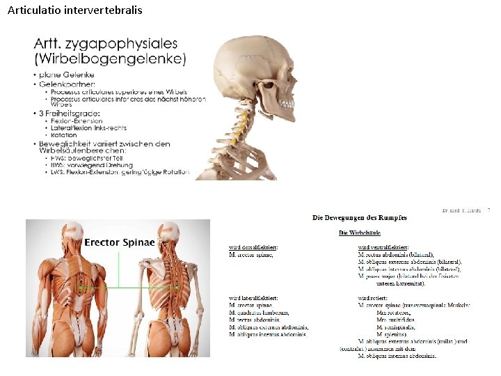 Articulatio intervertebralis 