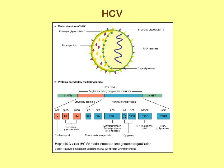 HCV 