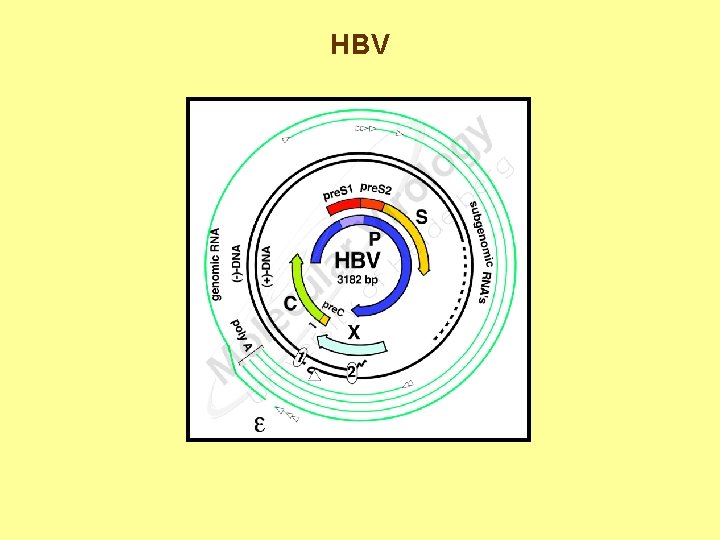 HBV 