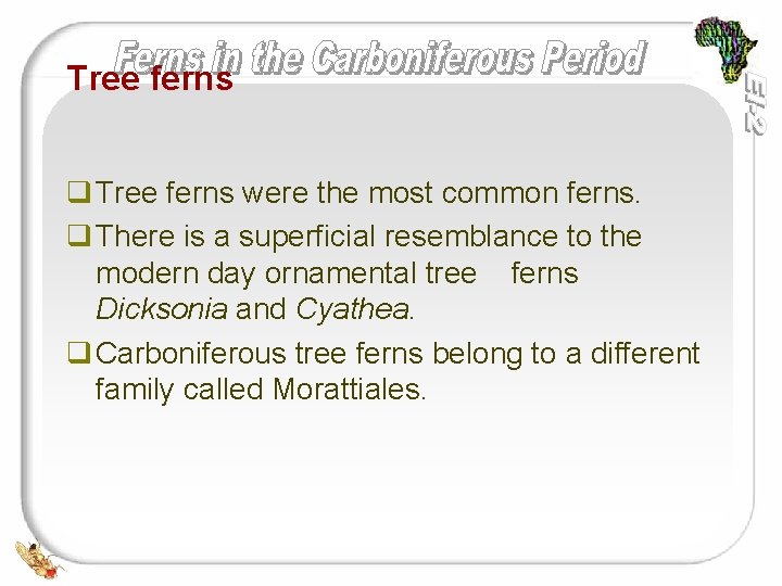 Tree ferns q Tree ferns were the most common ferns. q There is a