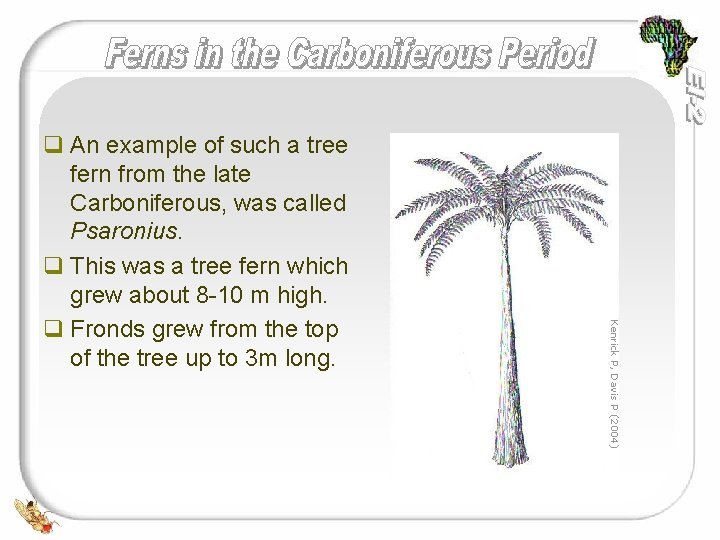 Kenrick P, Davis P (2004) q An example of such a tree fern from