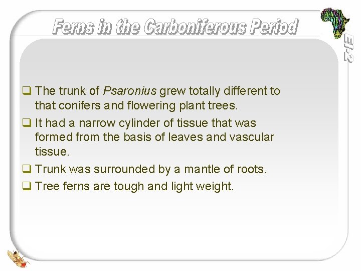 q The trunk of Psaronius grew totally different to that conifers and flowering plant