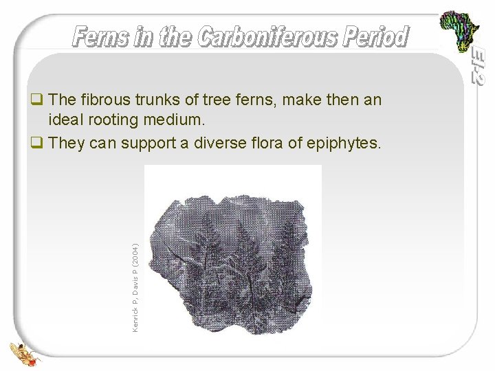 Kenrick P, Davis P (2004) q The fibrous trunks of tree ferns, make then