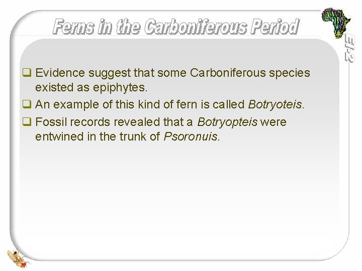 q Evidence suggest that some Carboniferous species existed as epiphytes. q An example of