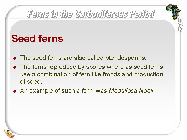 Seed ferns l l l The seed ferns are also called pteridosperms. The ferns