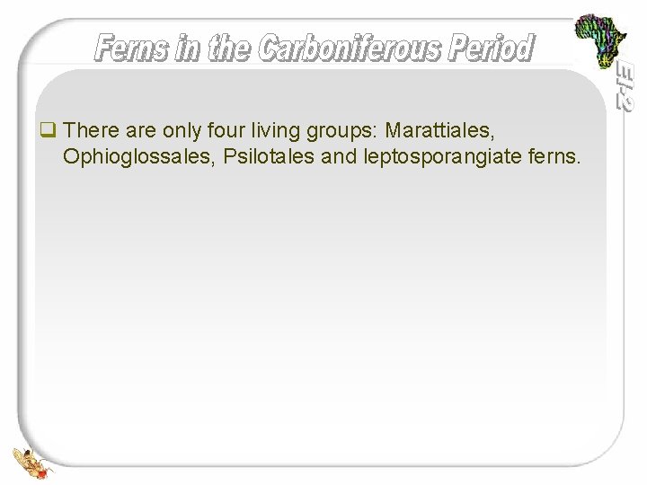 q There are only four living groups: Marattiales, Ophioglossales, Psilotales and leptosporangiate ferns. 