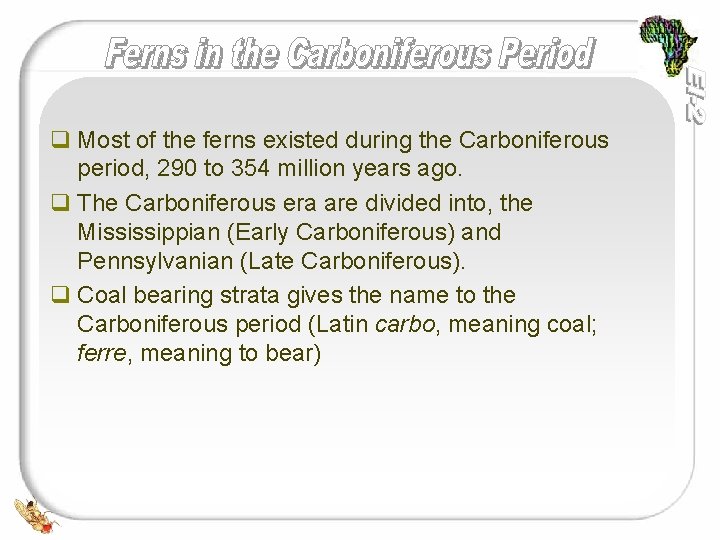 q Most of the ferns existed during the Carboniferous period, 290 to 354 million