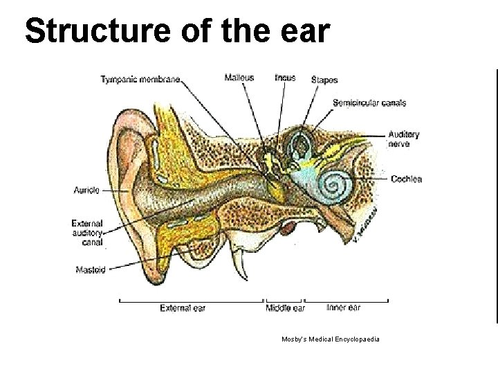 Structure of the ear Pic from p. 4 Mosby’s Medical Encyclopaedia 
