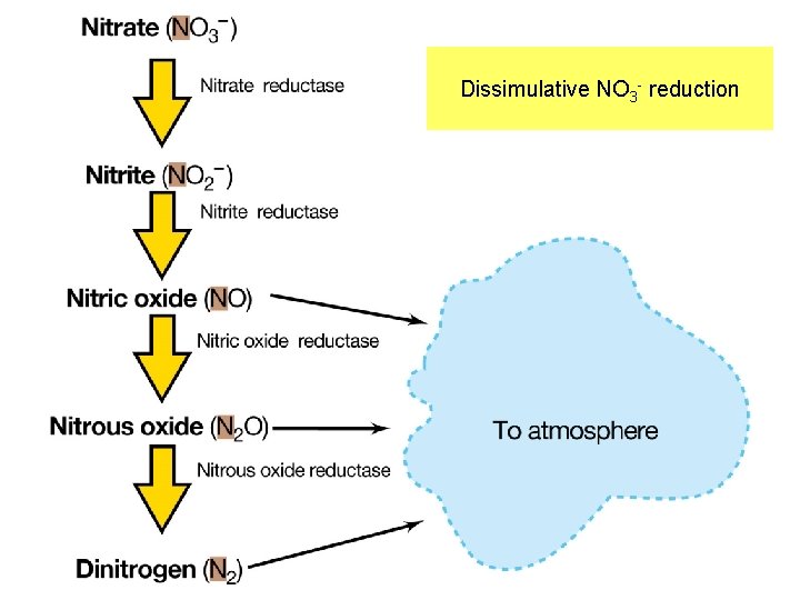 Dissimulative NO 3 - reduction 