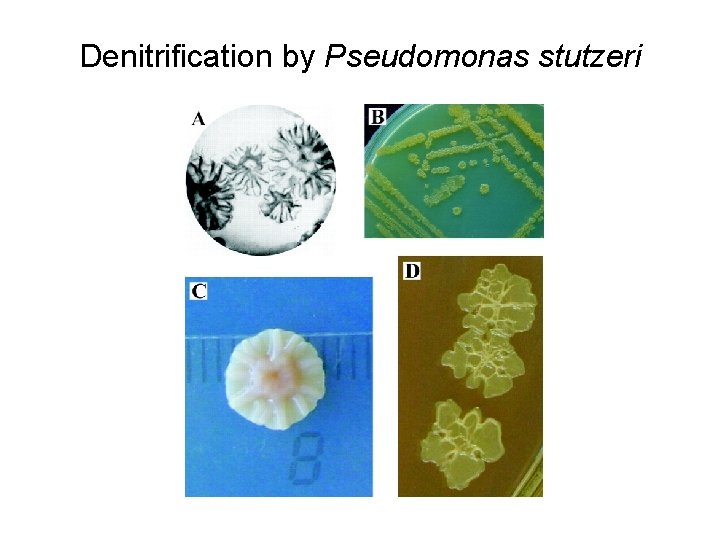 Denitrification by Pseudomonas stutzeri 