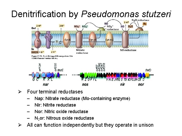Denitrification by Pseudomonas stutzeri Ø Four terminal reductases – – Nap: Nitrate reductase (Mo-containing
