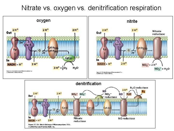 Nitrate vs. oxygen vs. denitrification respiration oxygen nitrite denitrification 