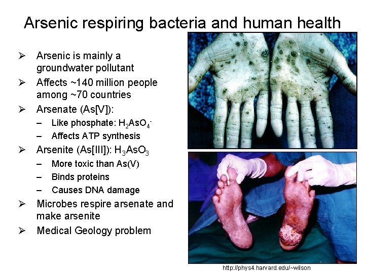 Arsenic respiring bacteria and human health Ø Arsenic is mainly a groundwater pollutant Ø