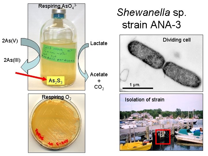 Respiring As. O 43 - 2 As(V) Shewanella sp. strain ANA-3 Lactate Dividing cell