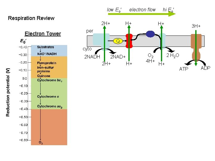 low Eo’ Respiration Review Electron Tower 2 H+ electron flow H+ hi Eo’ H+