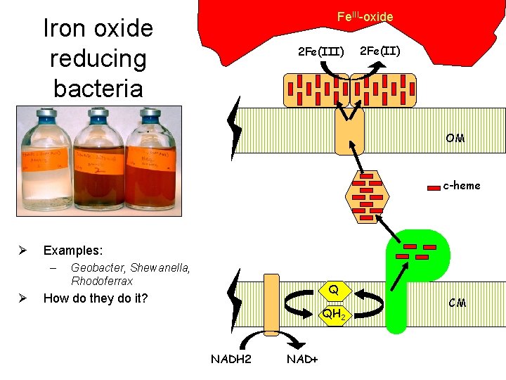 Fe. III-oxide Iron oxide reducing bacteria 2 Fe(III) 2 Fe(II) OM c-heme Ø Examples: