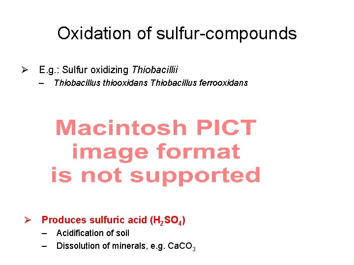 Oxidation of sulfur-compounds Ø E. g. : Sulfur oxidizing Thiobacillii – Thiobacillus thiooxidans Thiobacillus