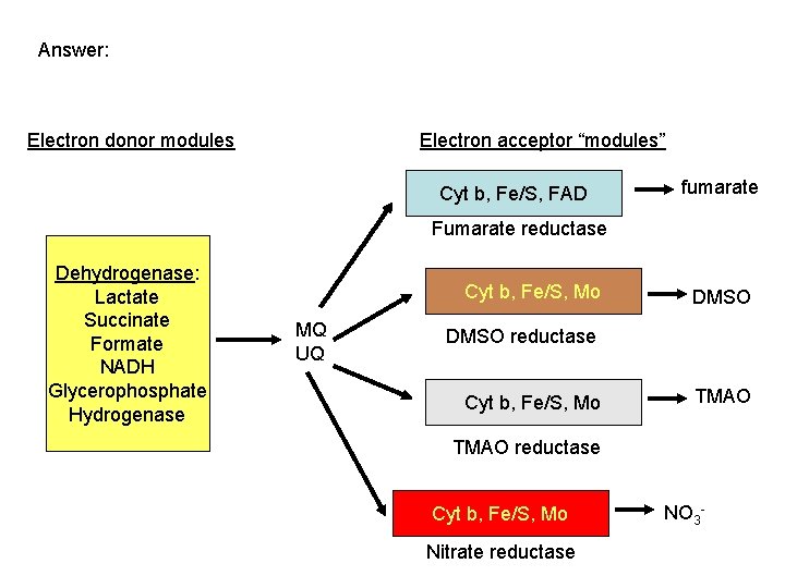 Answer: Electron donor modules Electron acceptor “modules” Cyt b, Fe/S, FAD fumarate Fumarate reductase