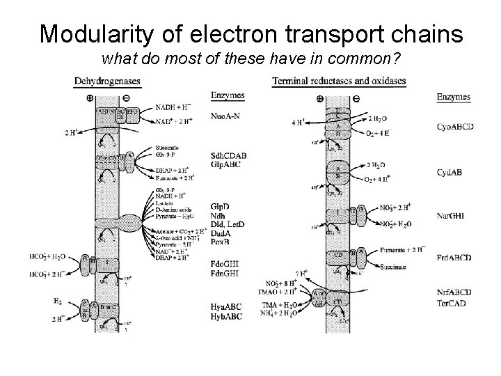 Modularity of electron transport chains what do most of these have in common? 