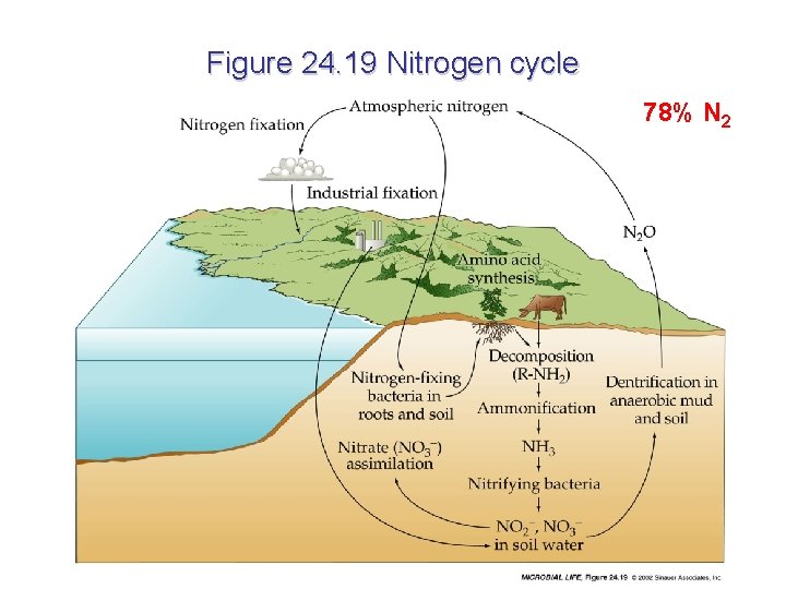Figure 24. 19 Nitrogen cycle 78% N 2 