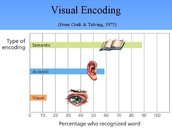 Visual Encoding (From Craik & Tulving, 1975) 
