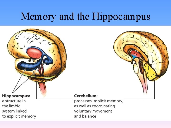 Memory and the Hippocampus 