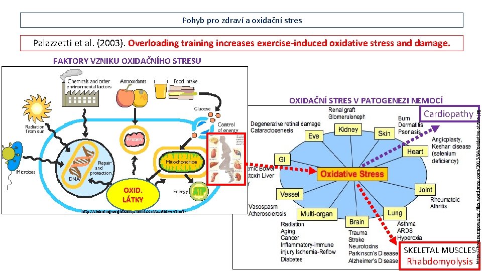 Pohyb pro zdraví a oxidační stres Palazzetti et al. (2003). Overloading training increases exercise-induced