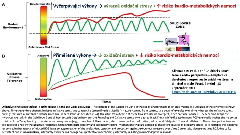 Vyčerpávající výkony → výrazné oxidační stresy + ↑ riziko kardio-metabolických nemocí Přiměřené výkony →