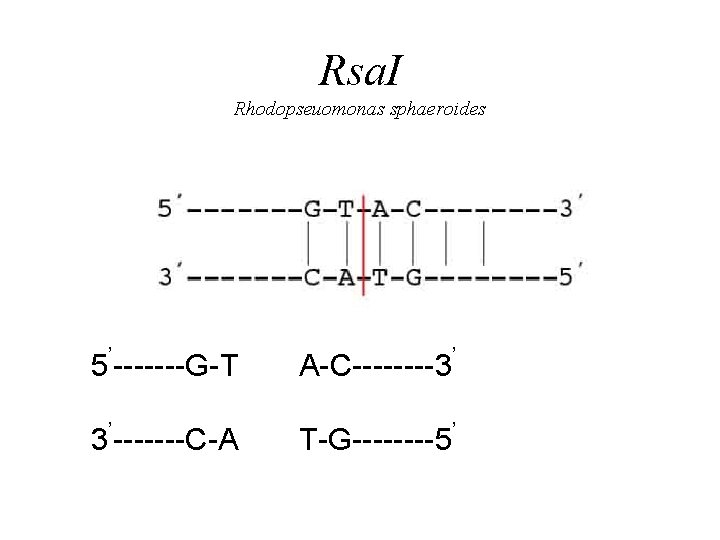 Rsa. I Rhodopseuomonas sphaeroides 5’-------G-T A-C----3’ 3’-------C-A T-G----5’ 