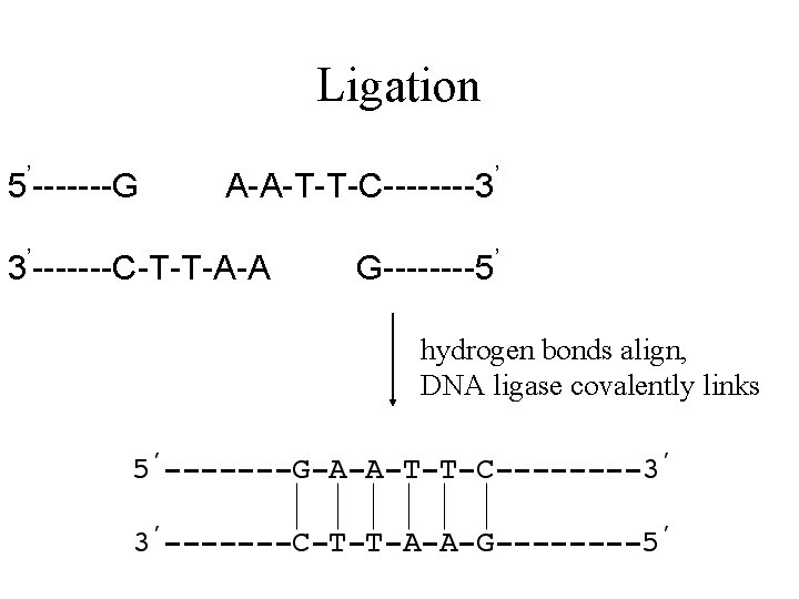 Ligation 5’-------G ’ A-A-T-T-C----3’ 3 -------C-T-T-A-A G----5 ’ hydrogen bonds align, DNA ligase covalently