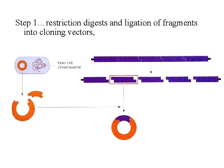 Step 1…restriction digests and ligation of fragments into cloning vectors, 