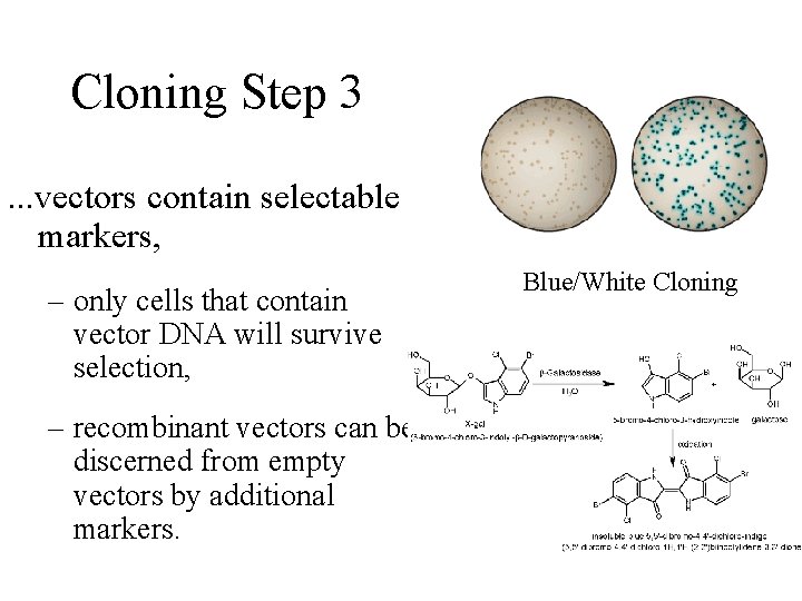 Cloning Step 3. . . vectors contain selectable markers, – only cells that contain