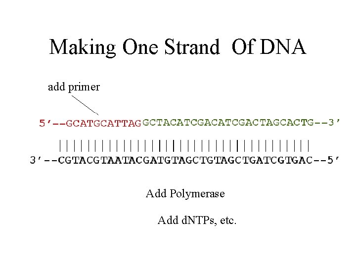 Making One Strand Of DNA add primer Add Polymerase Add d. NTPs, etc. 