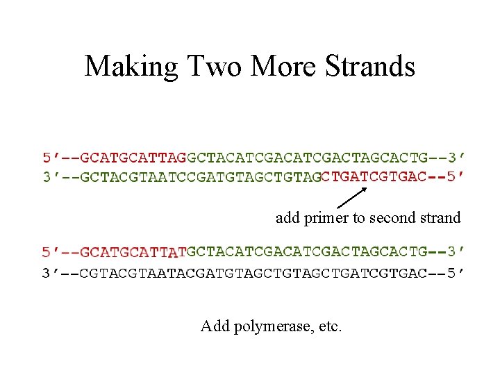 Making Two More Strands add primer to second strand Add polymerase, etc. 