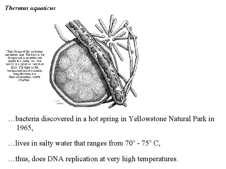 …bacteria discovered in a hot spring in Yellowstone Natural Park in 1965, …lives in