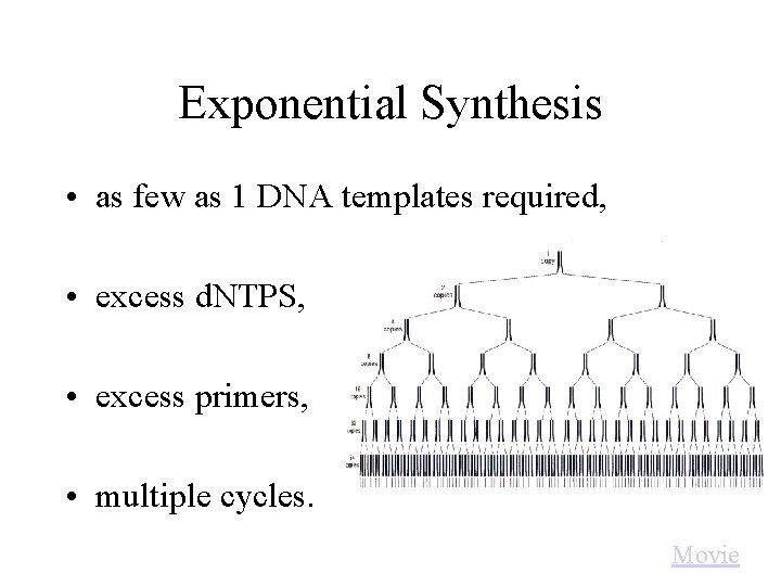 Exponential Synthesis • as few as 1 DNA templates required, • excess d. NTPS,