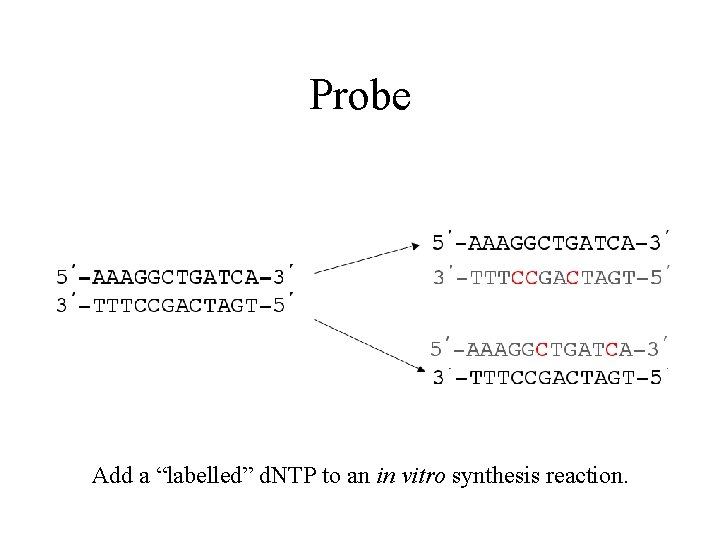 Probe Add a “labelled” d. NTP to an in vitro synthesis reaction. 