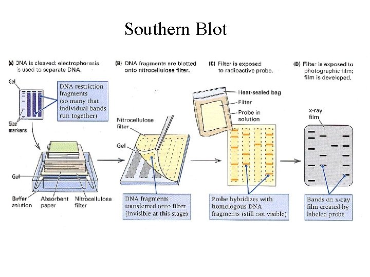 Southern Blot 