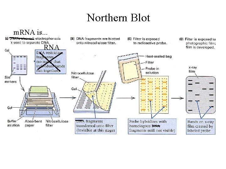 Northern Blot m. RNA is. . . RNA 