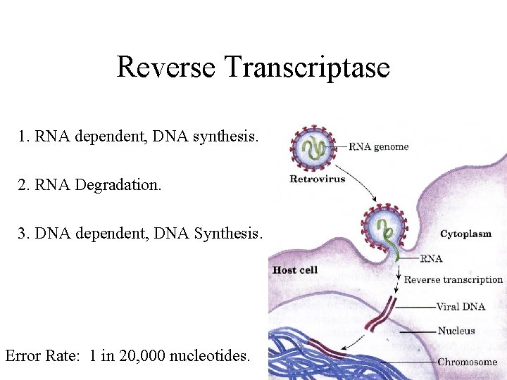 Reverse Transcriptase 1. RNA dependent, DNA synthesis. 2. RNA Degradation. 3. DNA dependent, DNA