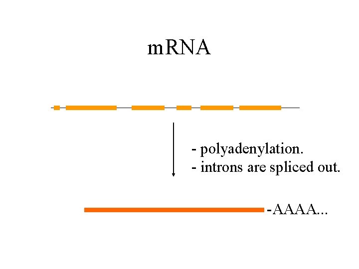 m. RNA - polyadenylation. - introns are spliced out. -AAAA. . . 