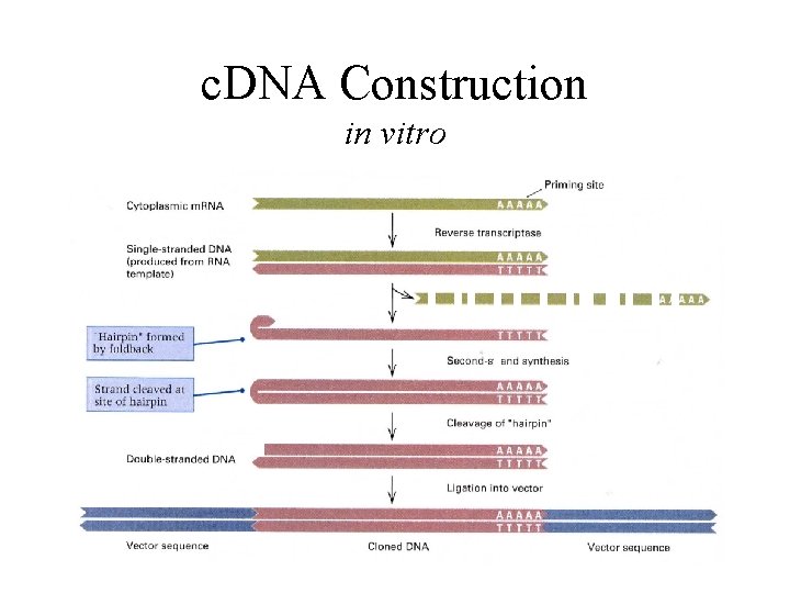 c. DNA Construction in vitro 