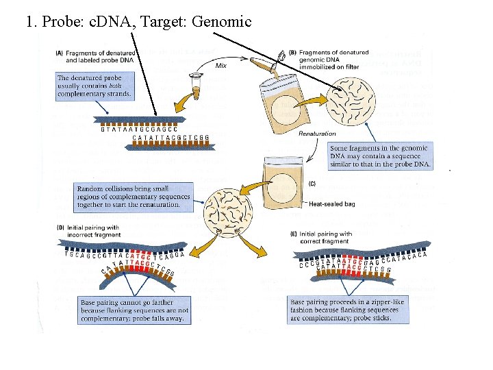 1. Probe: c. DNA, Target: Genomic 