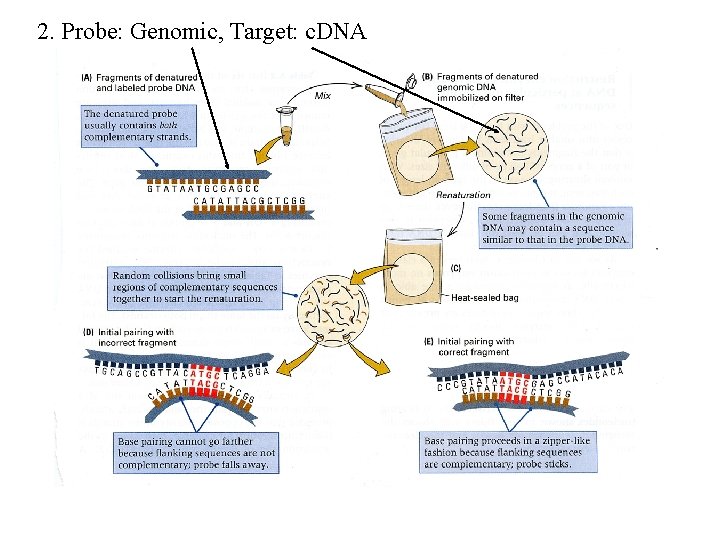 2. Probe: Genomic, Target: c. DNA 