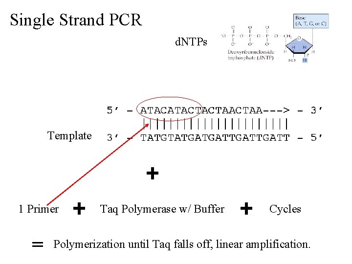 Single Strand PCR d. NTPs Template 1 Primer = Taq Polymerase w/ Buffer Cycles