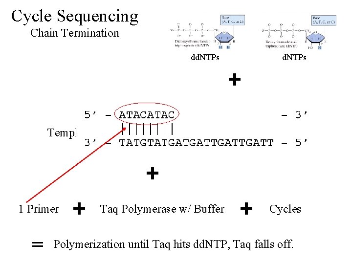 Cycle Sequencing Chain Termination dd. NTPs Template 1 Primer = Taq Polymerase w/ Buffer