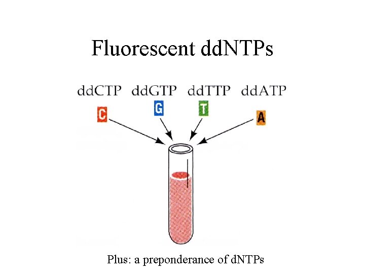 Fluorescent dd. NTPs Plus: a preponderance of d. NTPs 